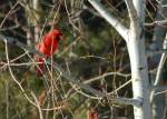 01_Cardinal1