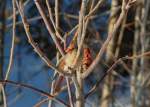 02_Cardinal2
