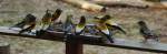 04_EveningGrosbeak1