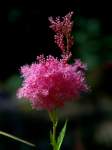 05_Flower1