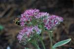 06_FlowerBee1