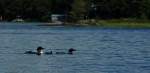 09_Loons1