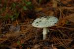 10_Mushroom1