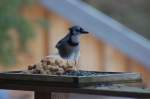13_BlueJay1