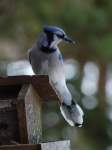 14_BlueJay2