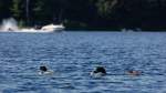 18_Loons_at_Risk